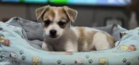Puppy 1, a male Yorkshire Terrier and Poodle - Standard  for sale in Springfield, MA – 4 of 7