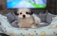 Puppy 3, a male Yorkshire Terrier and Poodle - Standard  for sale in Springfield, MA – 3 of 3
