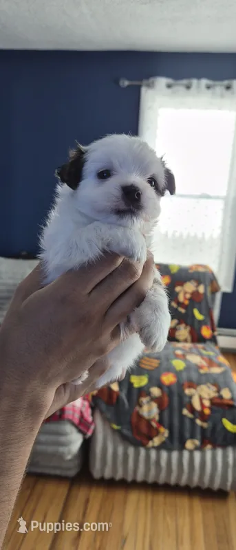 Green – Yorkshire Terrier, Poodle - Standard  puppy for sale in Springfield, MA