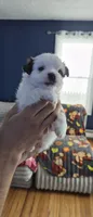 Green, a male Yorkshire Terrier and Poodle - Standard  for sale in Springfield, MA – 1 of 2