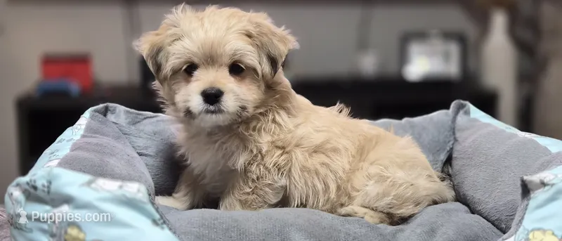 Puppy 4 – Yorkshire Terrier, Poodle - Standard  puppy for sale in Springfield, MA