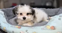 Puppy 3, a male Yorkshire Terrier and Poodle - Standard  for sale in Springfield, MA – 2 of 3
