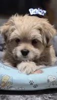 Puppy 4, a female Yorkshire Terrier and Poodle - Standard  for sale in Springfield, MA – 4 of 6