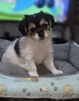 Puppy 2, a male Yorkshire Terrier and Poodle - Standard  for sale in Springfield, MA – 2 of 6