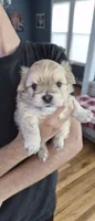 Pink, a female Yorkshire Terrier and Poodle - Standard  for sale in Springfield, MA – 2 of 2