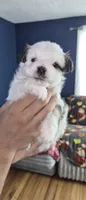 Green, a male Yorkshire Terrier and Poodle - Standard  for sale in Springfield, MA – 2 of 2