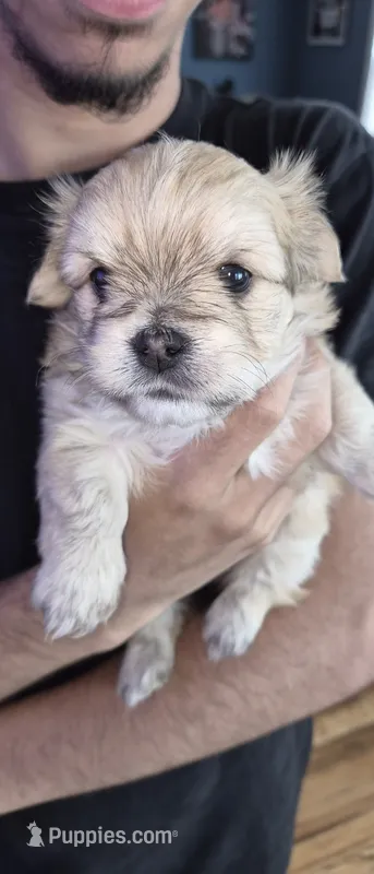 Pink – Yorkshire Terrier, Poodle - Standard  puppy for sale in Springfield, MA