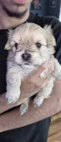 Pink, a female Yorkshire Terrier and Poodle - Standard  for sale in Springfield, MA – 1 of 2