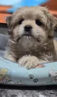 Puppy 4, a female Yorkshire Terrier and Poodle - Standard  for sale in Springfield, MA – 2 of 6
