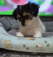 Puppy 2, a male Yorkshire Terrier and Poodle - Standard  for sale in Springfield, MA – 6 of 6