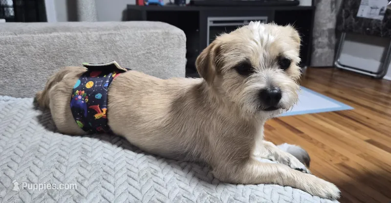 Yoshi – Yorkshire Terrier, Poodle - Standard  puppy for sale in Springfield, MA