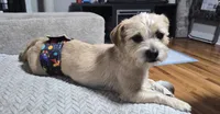 Yoshi, a male Yorkshire Terrier and Poodle - Standard  for sale in Springfield, MA – 1 of 4