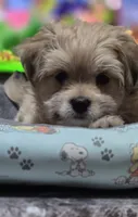Puppy 4, a female Yorkshire Terrier and Poodle - Standard  for sale in Springfield, MA – 3 of 6