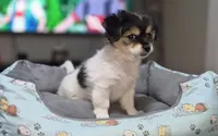 Puppy 2, a male Yorkshire Terrier and Poodle - Standard  for sale in Springfield, MA – 4 of 6