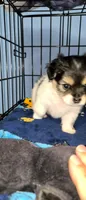 Red, a male Yorkshire Terrier and Poodle - Standard  for sale in Springfield, MA – 3 of 3