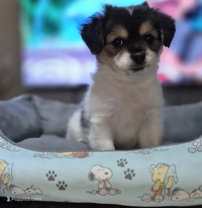 Puppy 2 – Yorkshire Terrier, Poodle - Standard  puppy for sale in Springfield, MA