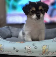 Puppy 2, a male Yorkshire Terrier and Poodle - Standard  for sale in Springfield, MA – 1 of 6