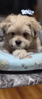 Puppy 4, a female Yorkshire Terrier and Poodle - Standard  for sale in Springfield, MA – 6 of 6