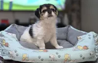 Puppy 2, a male Yorkshire Terrier and Poodle - Standard  for sale in Springfield, MA – 3 of 6