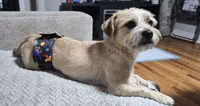 Yoshi, a male Yorkshire Terrier and Poodle - Standard  for sale in Springfield, MA – 3 of 4