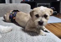 Yoshi, a male Yorkshire Terrier and Poodle - Standard  for sale in Springfield, MA – 2 of 4