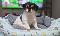 Puppy 2, a male Yorkshire Terrier and Poodle - Standard  for sale in Springfield, MA – 5 of 6