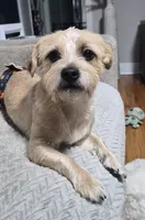 Yoshi, a male Yorkshire Terrier and Poodle - Standard  for sale in Springfield, MA – 4 of 4