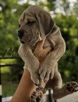 Big Mac ❤️, a male Great Dane for sale in Union, SC – 5 of 5