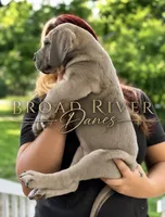 Big Mac ❤️, a male Great Dane for sale in Union, SC – 1 of 5