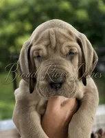Big Mac ❤️, a male Great Dane for sale in Union, SC – 3 of 5