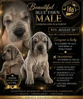 Big Mac ❤️, a male Great Dane for sale in Union, SC – 2 of 5
