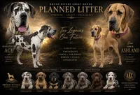 Big Mac ❤️, a male Great Dane for sale in Union, SC – 4 of 5