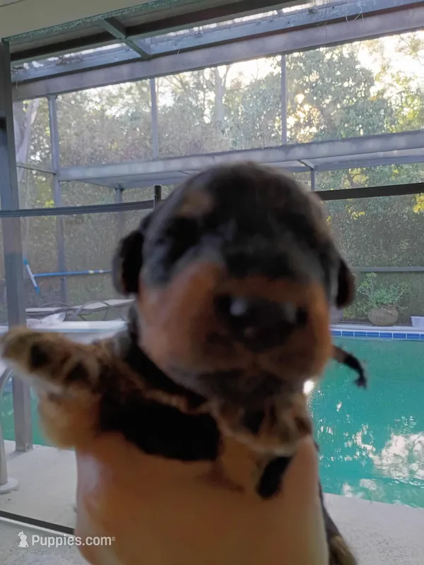 Mr. Black – Airedale Terrier puppy for sale in New Port Richey, FL