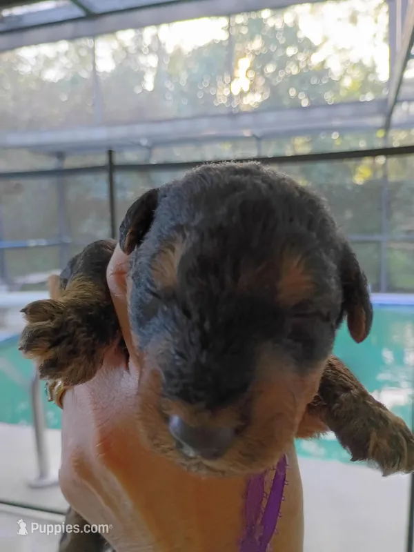 Mrs. White  – Airedale Terrier puppy for sale in New Port Richey, FL
