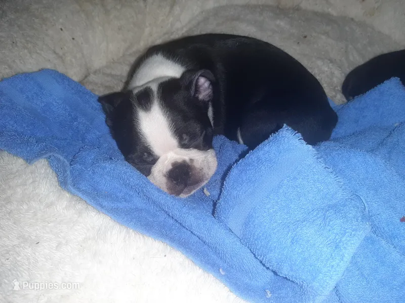 Bella – Boston Terrier puppy for sale in Nashville, TN