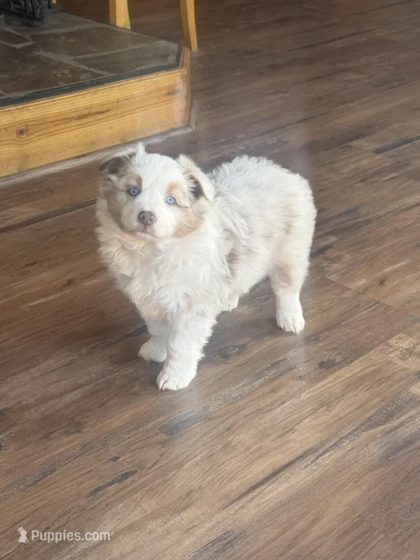 Cheese – Australian Shepherd puppy for sale in Santa Margarita, CA