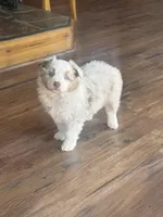 Cheese, a female Australian Shepherd for sale in Santa Margarita, CA – Photo 1 of 6