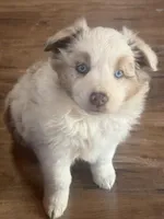 Cheese, a female Australian Shepherd for sale in Santa Margarita, CA – Photo 2 of 6