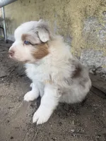 Cheese, a female Australian Shepherd for sale in Santa Margarita, CA – Photo 6 of 6