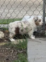 Cheese, a female Australian Shepherd for sale in Santa Margarita, CA – Photo 4 of 6