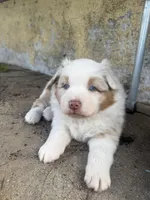 Cheese, a female Australian Shepherd for sale in Santa Margarita, CA – Photo 5 of 6