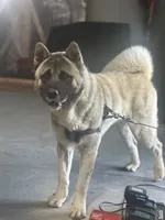 Bentley , a female Akita for sale in Hudson, CO – 10 of 10