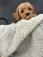 Rufus, a male Cockapoo and Maltipoo for sale in Hudson, CO – 3 of 4