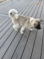 Tig, a male Akita for sale in Hudson, CO – 6 of 10