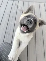 Tig, a male Akita for sale in Hudson, CO – 3 of 10