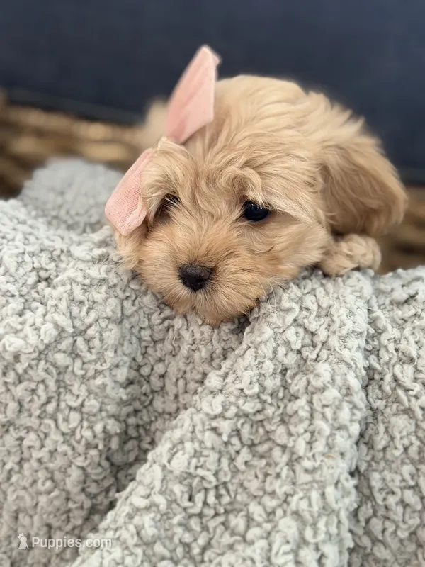 Dora – Cockapoo, Maltipoo puppy for sale in Hudson, CO
