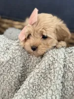 Dora, a female Cockapoo and Maltipoo for sale in Hudson, CO – 1 of 3