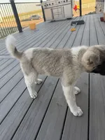Tig, a male Akita for sale in Hudson, CO – 7 of 10
