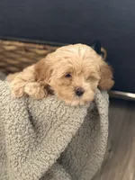 Gus, a male Cockapoo and Maltipoo for sale in Hudson, CO – 2 of 4