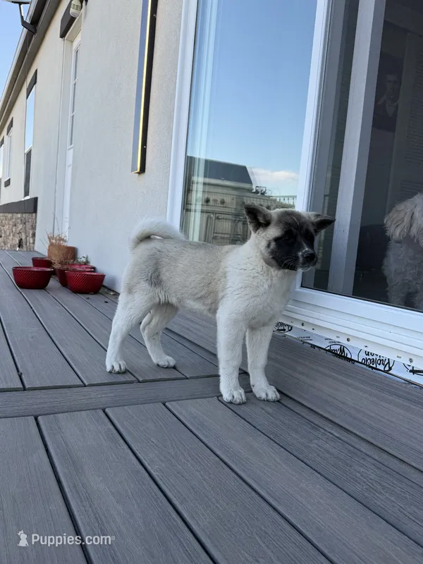 Bentley  – Akita puppy for sale in Hudson, CO